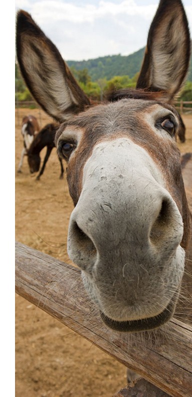 kinderboerderij