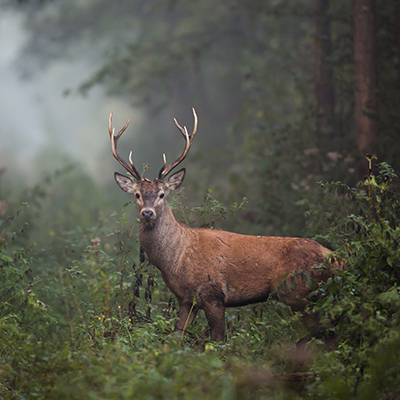 activiteit met dieren